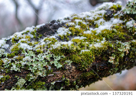 湯河原梅林（神奈川縣湯河原町）的梅樹上長滿了青苔和積雪。 137320191