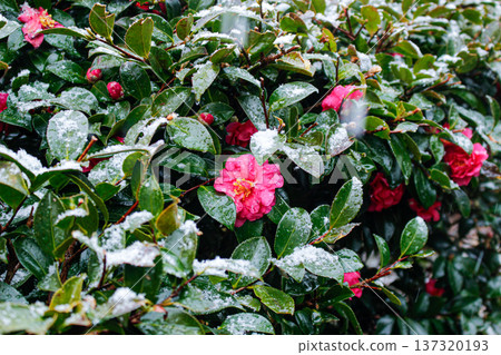 Bright pink camellias blooming under a blanket of snow in the Yugawara Plum Grove (Kanagawa Prefecture) 137320193