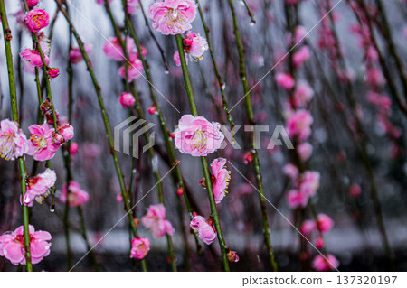 被雨水打濕的垂枝紅梅花(神奈川縣湯河原梅林) 被雨水打濕的垂枝紅梅花(神奈川縣湯河原梅林) 137320197