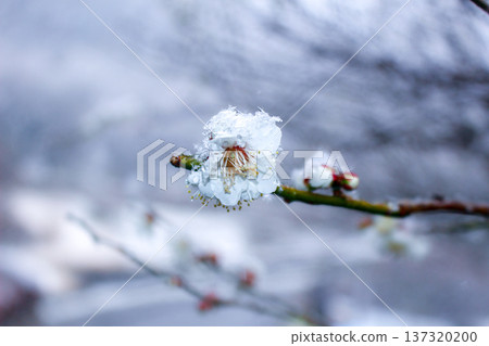 Close-up of snow-covered white plum blossoms and buds (Yugawara Plum Grove) 137320200