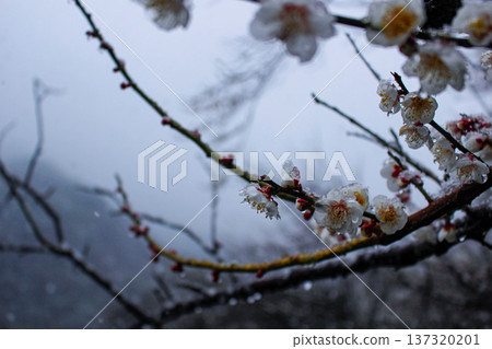 覆蓋著積雪的白色梅花蕾和花朵(神奈川縣湯河原梅林) 覆蓋著積雪的白色梅花蕾和花朵(神奈川縣湯河原梅林) 137320201