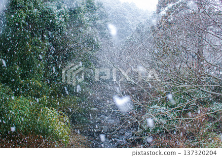 A view of the mountains and trees of the Yugawara Plum Grove during heavy snowfall (Yugawara Town, Kanagawa Prefecture) 137320204