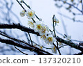 White plum blossom branches covered in snow and ice (Yugawara Plum Grove, Kanagawa Prefecture) 137320210