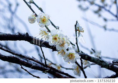 White plum blossom branches covered in snow and ice (Yugawara Plum Grove, Kanagawa Prefecture) White plum blossom branches covered in snow and ice (Yugawara Plum Grove, Kanagawa Prefecture) 137320210