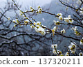 White plum blossoms blooming gracefully, covered in snow (Yugawara Plum Grove, Kanagawa Prefecture) 137320211