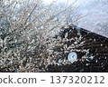Snow-covered white plum blossoms in the Yugawara Plum Grove and the clock tower at the log house (Yugawara, Kanagawa Prefecture) 137320212