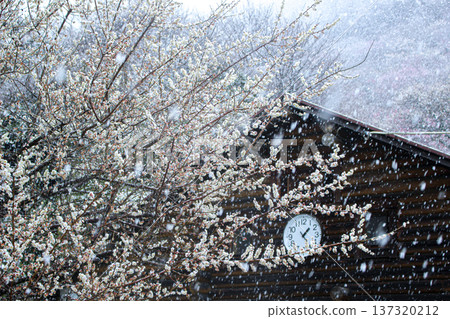 湯河原梅林中白雪皚皚的梅花和木屋的鐘樓(神奈川縣湯河原市) 湯河原梅林中白雪皚皚的梅花和木屋的鐘樓(神奈川縣湯河原市) 137320212