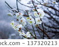 Pure white plum blossoms and branches blooming in the snow (Yugawara Plum Grove, Kanagawa Prefecture) 137320213