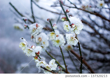 Pure white plum blossoms and branches blooming in the snow (Yugawara Plum Grove, Kanagawa Prefecture) Pure white plum blossoms and branches blooming in the snow (Yugawara Plum Grove, Kanagawa Prefecture) 137320213
