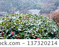 Camellias blooming brilliantly under a blanket of snow (Yugawara Plum Grove, Kanagawa Prefecture) 137320214