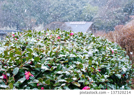 白雪皚皚下,山茶花競相綻放(神奈川縣湯河原梅林) 白雪皚皚下,山茶花競相綻放(神奈川縣湯河原梅林) 137320214