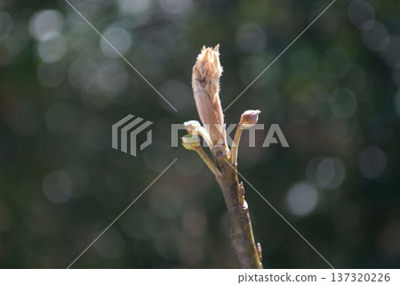 黑文字的花蕾等待著春天的到來 黑文字的花蕾等待著春天的到來 137320226