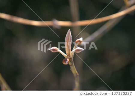 Kuromoji buds waiting for spring Kuromoji buds waiting for spring 137320227