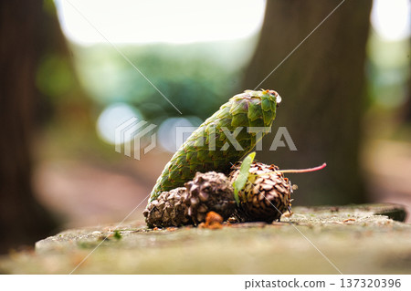 Green Pine Cone Close-Up on Forest Floor With Fallen Cones and Natural Bokeh Background 137320396
