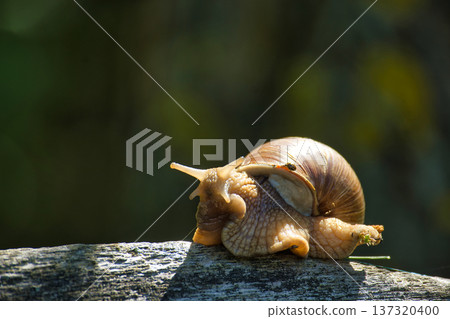 Close-up of a garden snail slowly crawling on a weathered wooden surface in sunlight 137320400