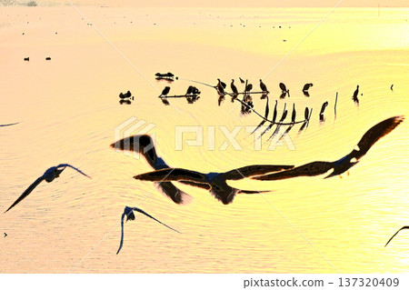 水鳥嬉戲的霞浦的第一日出 水鳥嬉戲的霞浦的第一日出 137320409