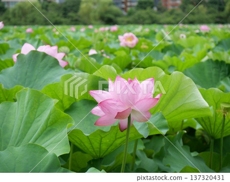 Lotus flowers and buds, summer sunshine Lotus flowers and buds, summer sunshine 137320431