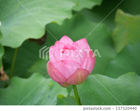 Opening lotus flower bud Opening lotus flower bud 137320440