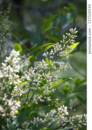 White Nandina Flower 137320544