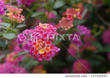 red lantana flower red lantana flower 137320547