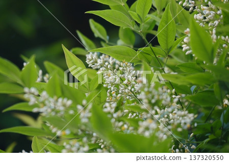 白色南天竹花 137320550