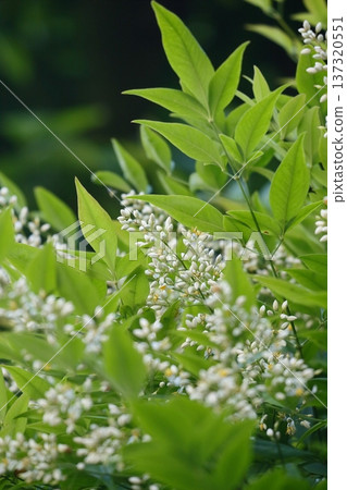 白色南天竹花 137320551