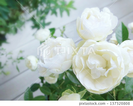 Cup-shaped white rose Cup-shaped white rose 137320808