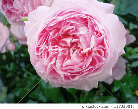 蓮座狀花朵 蓮座狀花朵 137320815