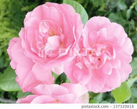 Pale pink climbing rose Pale pink climbing rose 137320818