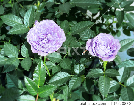 Beautiful rose with blue pigment Beautiful rose with blue pigment 137320820
