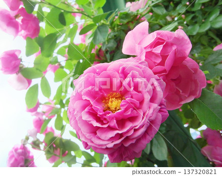 Deep pink climbing rose Deep pink climbing rose 137320821