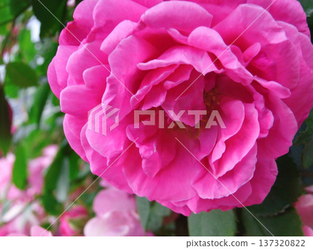 Large climbing rose Large climbing rose 137320822