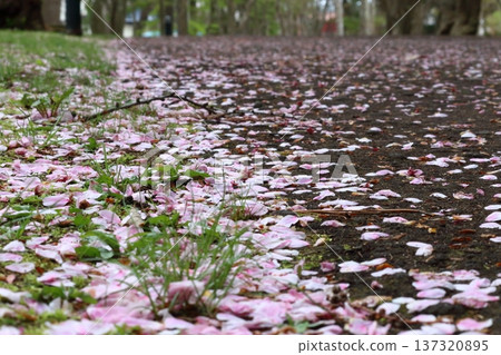 櫻花花瓣飄落在路上 137320895