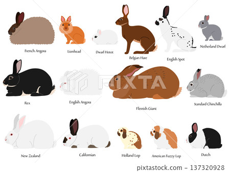 15 popular rabbit breeds 137320928