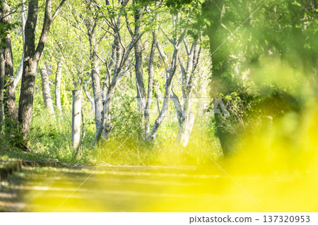 清新的綠意與初夏的騎乘形象（蒜山高原） 137320953