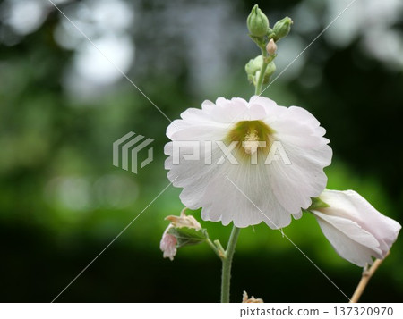 White Tatya oi flowers White Tatya oi flowers 137320970