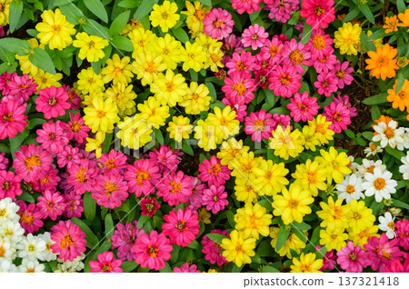 Top view of Colorful Zinnia flowers. Beautiful flowers background. Top view of Colorful Zinnia flowers. Beautiful flowers background. 137321418