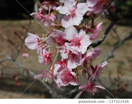 Cherry blossoms at Seishin Central Park in Seishin Central, Nishi Ward, Kobe City 137321426