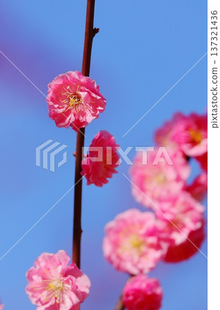 在藍天的雙重開花的紅色李子開花 在藍天的雙重開花的紅色李子開花 137321436