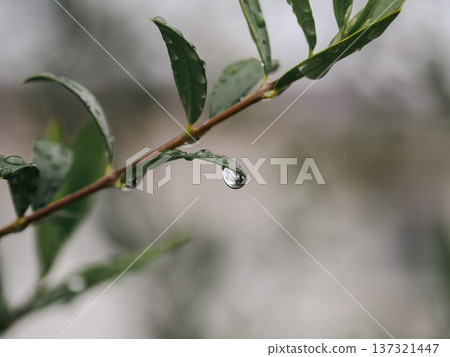 雨後留在樹葉上的水滴 雨後留在樹葉上的水滴 137321447