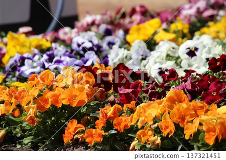 Colorful pansies Colorful pansies 137321451
