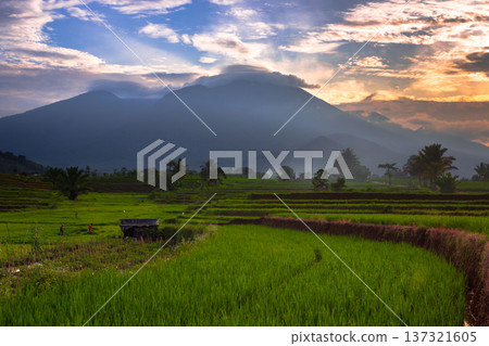 Beautiful morning view indonesia Panorama Landscape paddy fields with beauty color and sky natural light Beautiful morning view indonesia Panorama Landscape paddy fields with beauty color and sky natural light 137321605