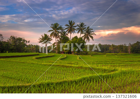 Beautiful morning view indonesia Panorama Landscape paddy fields with beauty color and sky natural light Beautiful morning view indonesia Panorama Landscape paddy fields with beauty color and sky natural light 137321606