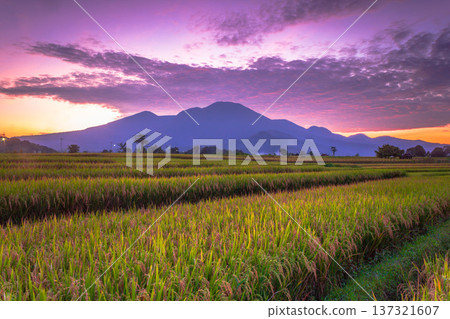 Beautiful morning view indonesia Panorama Landscape paddy fields with beauty color and sky natural light Beautiful morning view indonesia Panorama Landscape paddy fields with beauty color and sky natural light 137321607