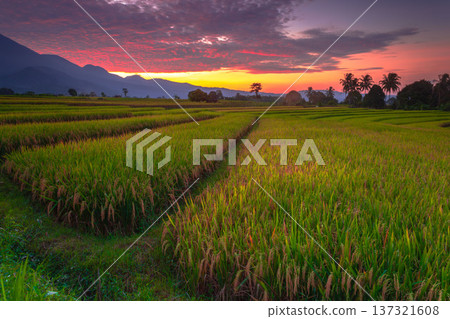 Beautiful morning view indonesia Panorama Landscape paddy fields with beauty color and sky natural light Beautiful morning view indonesia Panorama Landscape paddy fields with beauty color and sky natural light 137321608