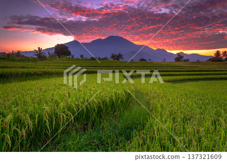 Beautiful morning view indonesia Panorama Landscape paddy fields with beauty color and sky natural light Beautiful morning view indonesia Panorama Landscape paddy fields with beauty color and sky natural light 137321609