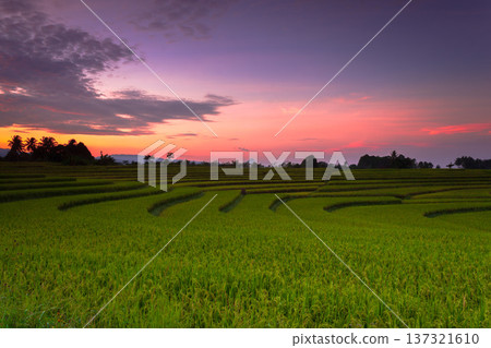 Beautiful morning view indonesia Panorama Landscape paddy fields with beauty color and sky natural light Beautiful morning view indonesia Panorama Landscape paddy fields with beauty color and sky natural light 137321610