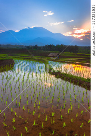 Beautiful morning view indonesia Panorama Landscape paddy fields with beauty color and sky natural light Beautiful morning view indonesia Panorama Landscape paddy fields with beauty color and sky natural light 137321633