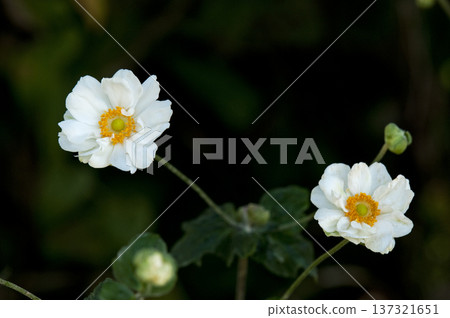 It is not a chrysanthemum, but a Japanese anemone It is not a chrysanthemum, but a Japanese anemone 137321651