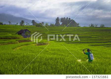 Beautiful morning view indonesia Panorama Landscape paddy fields with beauty color and sky natural light Beautiful morning view indonesia Panorama Landscape paddy fields with beauty color and sky natural light 137321661